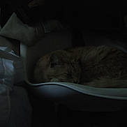 Prométhée a rejoint le concours — aidez-le/la à gagner de superbes lots ! cat, sleeping, chair, furniture, indoor, dark, shadow, cozy, pet, animal, resting, fur, domestic_animal, curled_up, quiet, home, soft, blanket, relaxing, still_life