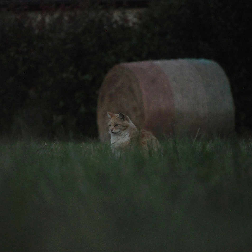 Prométhée a rejoint le concours — aidez-le/la à gagner de superbes lots ! animal, background, brown, calm, cat, daylight, farm, field, fluffy, grass, green, hay_bale, mammal, nature, outdoor, plant, quiet, rural, sitting, wildlife