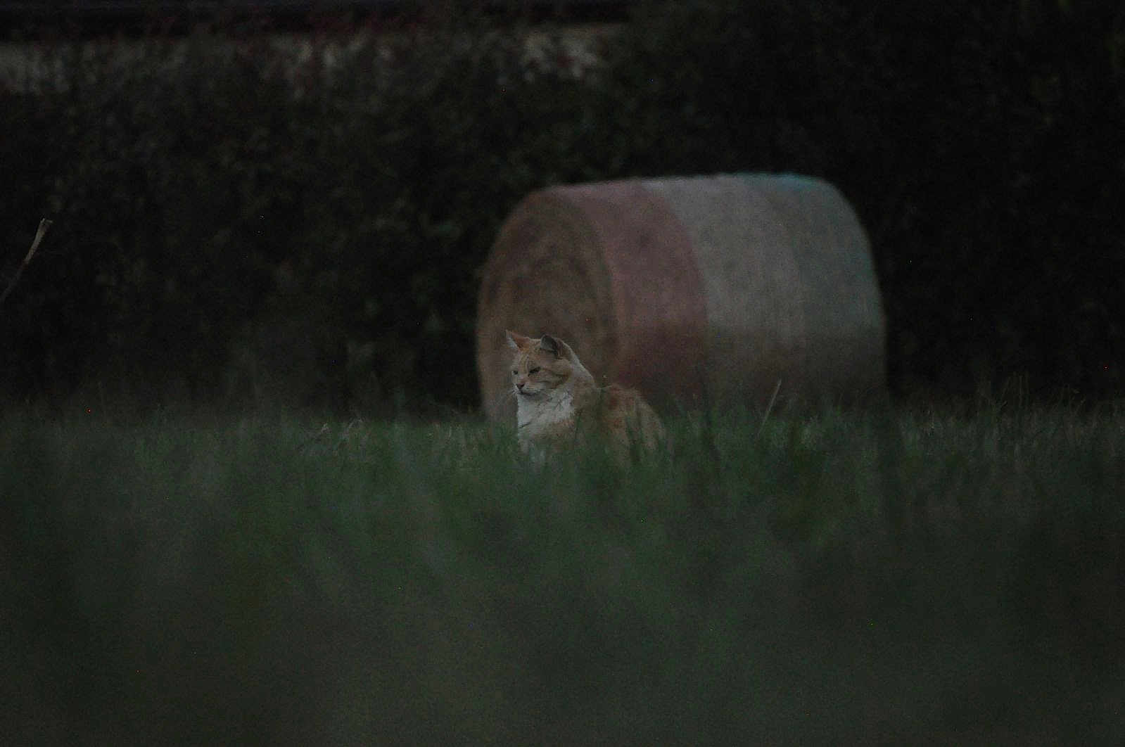 Prométhée a rejoint le concours — aidez-le/la à gagner de superbes lots ! cat, grass, hay_bale, outdoor, animal, nature, field, rural, quiet, fluffy, mammal, farm, green, brown, background, daylight, sitting, calm, wildlife, plant