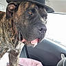 Ramsès participe au concours pour gagner de l'argent avec cette photo : animal, backseat, brindle, canine, car, companion, cushion, cute, dog, domestic, fedora, hat, interior, mammal, pet, portrait, seat, sunlight, tongue_out, window