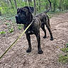 alert, animal, brindle, canine, dog, ears, forest, fur, greenery, leash, muzzle, nature, outdoor, path, pet, standing, trail, trees, walking, woods