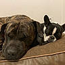 animal, black_and_white_dog, brindle_dog, brown_cushion, close_up, companion, cozy, cute, cute_dogs, dog, domestic, friendship, fur, indoor, nap, peaceful, pet, relaxation, resting, sleeping
