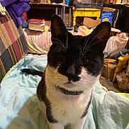 Ralph is registered to the contest to win money with this photo: alert, animal, bed, black_and_white, blanket, cage, cat, close_up, cluttered_room, collar, ears, furniture, home, indoors, pet, photography, portrait, sitting, tuxedo_cat, whiskers