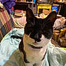 cat, tuxedo_cat, black_and_white, pet, animal, whiskers, ears, collar, sitting, blanket, bed, indoors, home, cluttered_room, cage, furniture, portrait, close_up, alert, photography