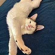 Bmo is registered to the contest to win money with this photo: cat, pet, animal, white_cat, tabby, stretching, bed, blue_bedspread, fur, paw, ears, whiskers, cute, relaxed, sleepy, indoors, feline, winking, playful, resting