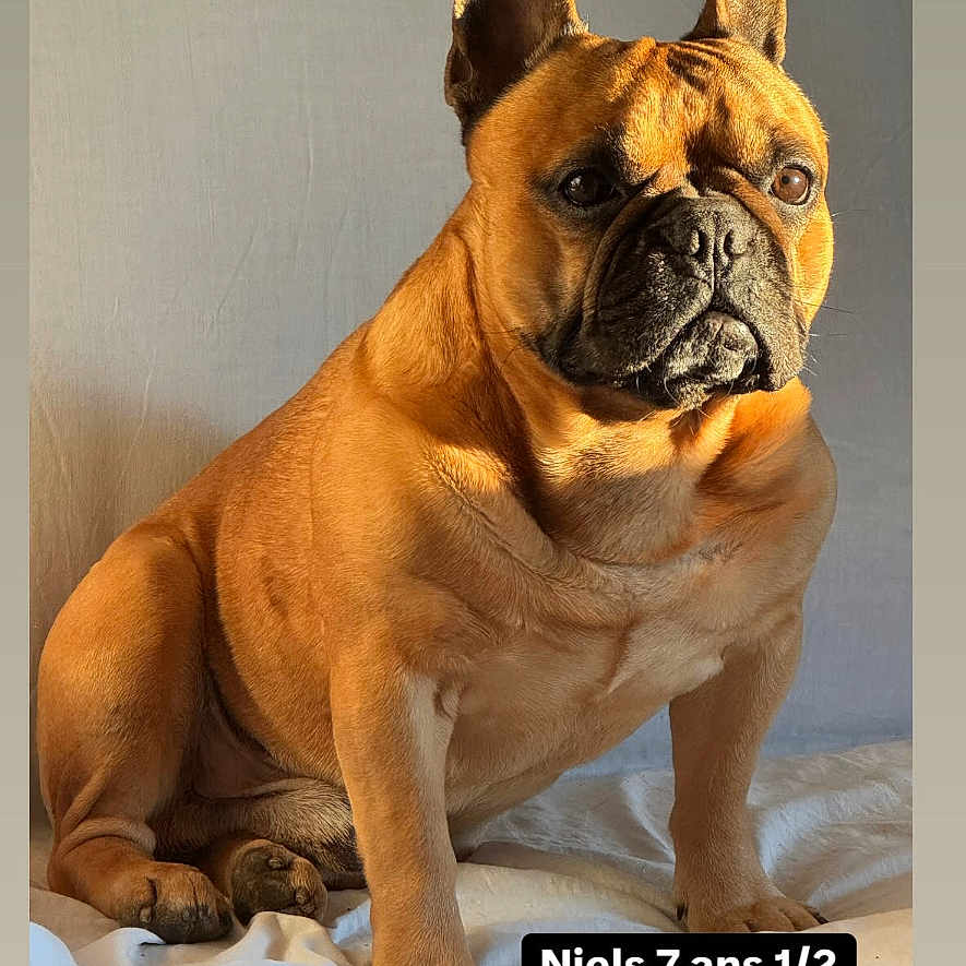 Niels participe au concours pour gagner de l'argent avec cette photo : dog, french_bulldog, pet, animal, portrait, indoor, light, sunlight, brown, sitting, face, ears, short_hair, muscular, canine, companion, cute, alert, looking_away, smartphone_screen