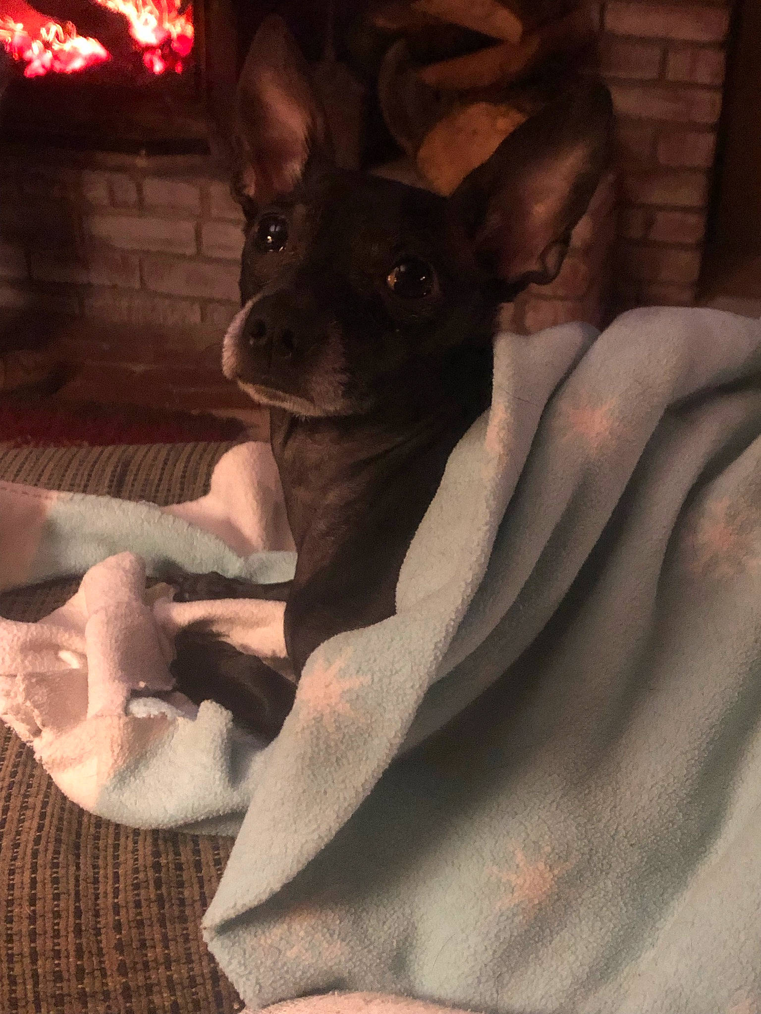 Yodi is registered to the contest to win money with this photo: canidae, carnivore, chihuahua, comfort, companion_dog, dog, dog_breed, dog_supply, ear, fawn, fur, gesture, linens, paw, russkiy_toy, snout, sporting_group, toy_dog, whiskers, working_animal