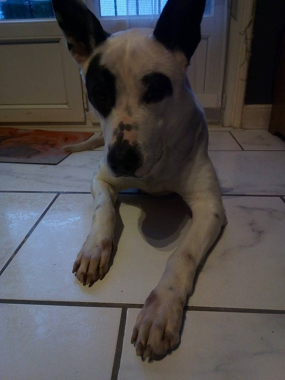 Océane participe au concours pour gagner de l'argent avec cette photo : canidae, carnivore, collar, companion_dog, dog, dog_breed, dog_supply, fawn, floor, flooring, non_sporting_group, paw, pet_supply, snout, tail, terrestrial_animal, tile, vertebrate, whiskers, working_animal