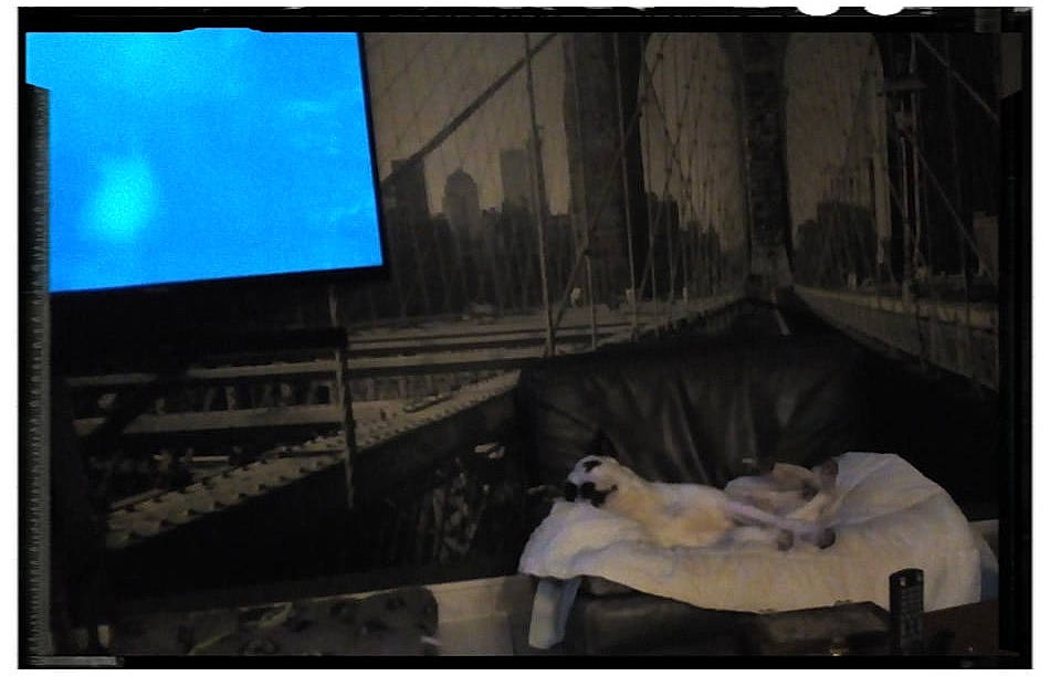 Océane a rejoint le concours — aidez-le/la à gagner de superbes lots ! bedding, black, carnivore, computer_hardware, darkness, display_device, flat_panel_display, grey, led_backlit_lcd_display, multimedia, output_device, peripheral, personal_computer_hardware, photograph, product, room, snapshot, style, television_accessory, television_set