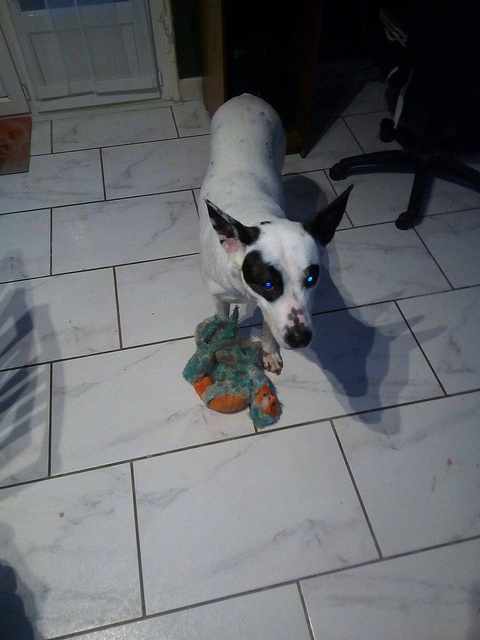 Océane participe au concours pour gagner de l'argent avec cette photo : canidae, carnivore, cobblestone, collar, companion_dog, dog, dog_breed, dog_supply, flagstone, floor, flooring, paw, pet_supply, snout, sporting_group, tail, tile, tile_flooring, whiskers, working_animal