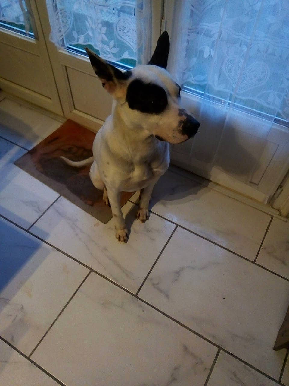 Océane participe au concours pour gagner de l'argent avec cette photo : canidae, carnivore, companion_dog, dog, dog_breed, fawn, flagstone, floor, flooring, mammal, molding, non_sporting_group, snout, sporting_group, tail, tile, tile_flooring, toy_dog, vertebrate, working_animal