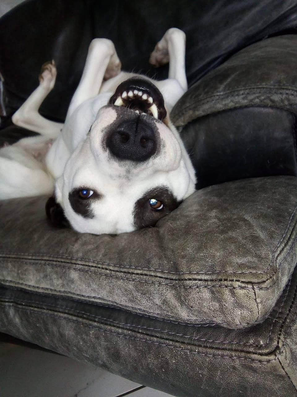 Océane a rejoint le concours — aidez-le/la à gagner de superbes lots ! canidae, carnivore, collar, comfort, companion_dog, dog, dog_bed, dog_breed, dog_supply, fawn, molosser, non_sporting_group, paw, pet_supply, snout, sporting_group, vertebrate, whiskers, working_animal, working_dog