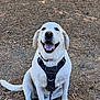 Ginny is registered to the contest to win money with this photo: animal, canine, dog, dry_grass, ears, friendly, happy, harness, labrador, leash, nature, outdoor, park, pet, sitting, smiling, sunlight, tongue_out, trees, white_dog