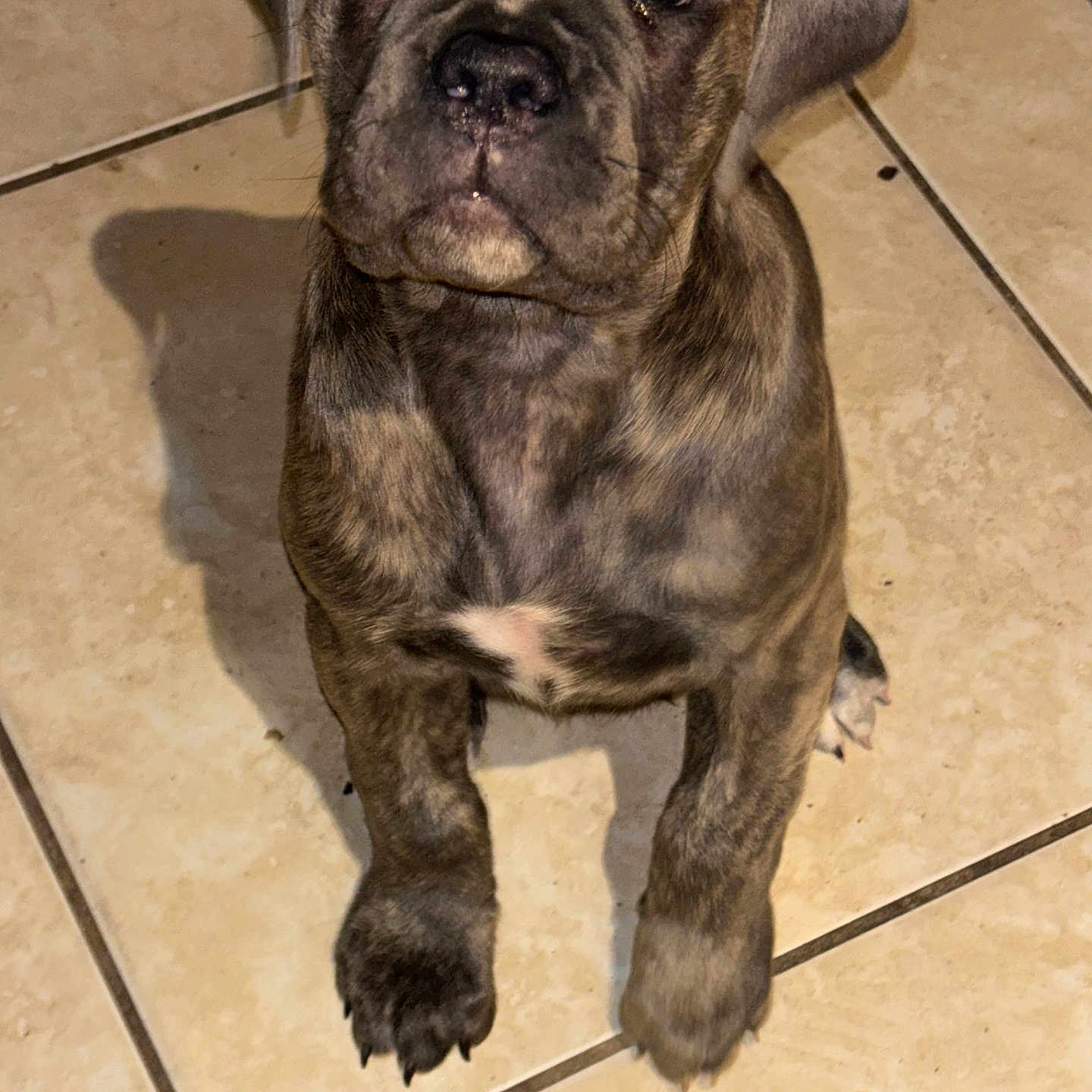 Athena is registered to the contest to win money with this photo: animal, boxer, bulldog, canine, dog, frenchbulldog, greatdane, hound, labradorretriever, path, pet, pitbull, pug, puppy, snout, tile, walkway