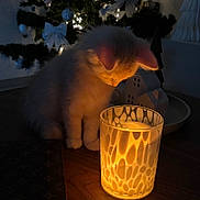 Yuki a rejoint le concours — aidez-le/la à gagner de superbes lots ! bow, candle, cat, christmas_tree, cozy, curiosity, decoration, festive, glow, holiday_lights, indoor, kitten, night, ornament, quiet_moment, silhouette, soft_fur, table, warm_light, wood_table