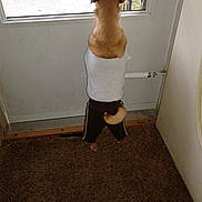 Riri is registered to the contest to win money with this photo: dog, pet, clothing, tank_top, pants, indoor, carpet, door, window, tail, standing, brown, grass, sidewalk, curious, small_dog, animal, looking_out, back_view, cute
