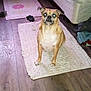 Riri is registered to the contest to win money with this photo: dog, pet, indoor, rug, wooden_floor, bed, blanket, clothing, flash_reflection, small_dog, tan_dog, furniture, cozy, home, floor, animal, domestic, cute, sitting, looking