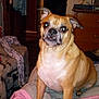 Riri is registered to the contest to win money with this photo: dog, pet, indoor, furniture, blanket, pink, brown, small_dog, flash_reflection, cozy, ears, face, sitting, wooden_furniture, drawer, fabric, room, home, expression, animal