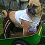 dog, wheelbarrow, clothing, white_shirt, brown_pants, outdoor, grass, garden, pet, animal, john_deere, wheel, side_view, small_dog, yard, fence, house_siding, dirt, tool, leisure