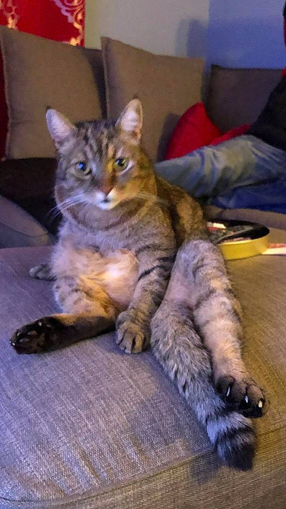 Simba joined the competition — help win amazing prizes! carnivore, cat, claw, comfort, couch, domestic_short_haired_cat, felidae, flooring, fur, hardwood, lap, paw, sitting, small_to_medium_sized_cats, snout, tail, terrestrial_animal, whiskers, wood