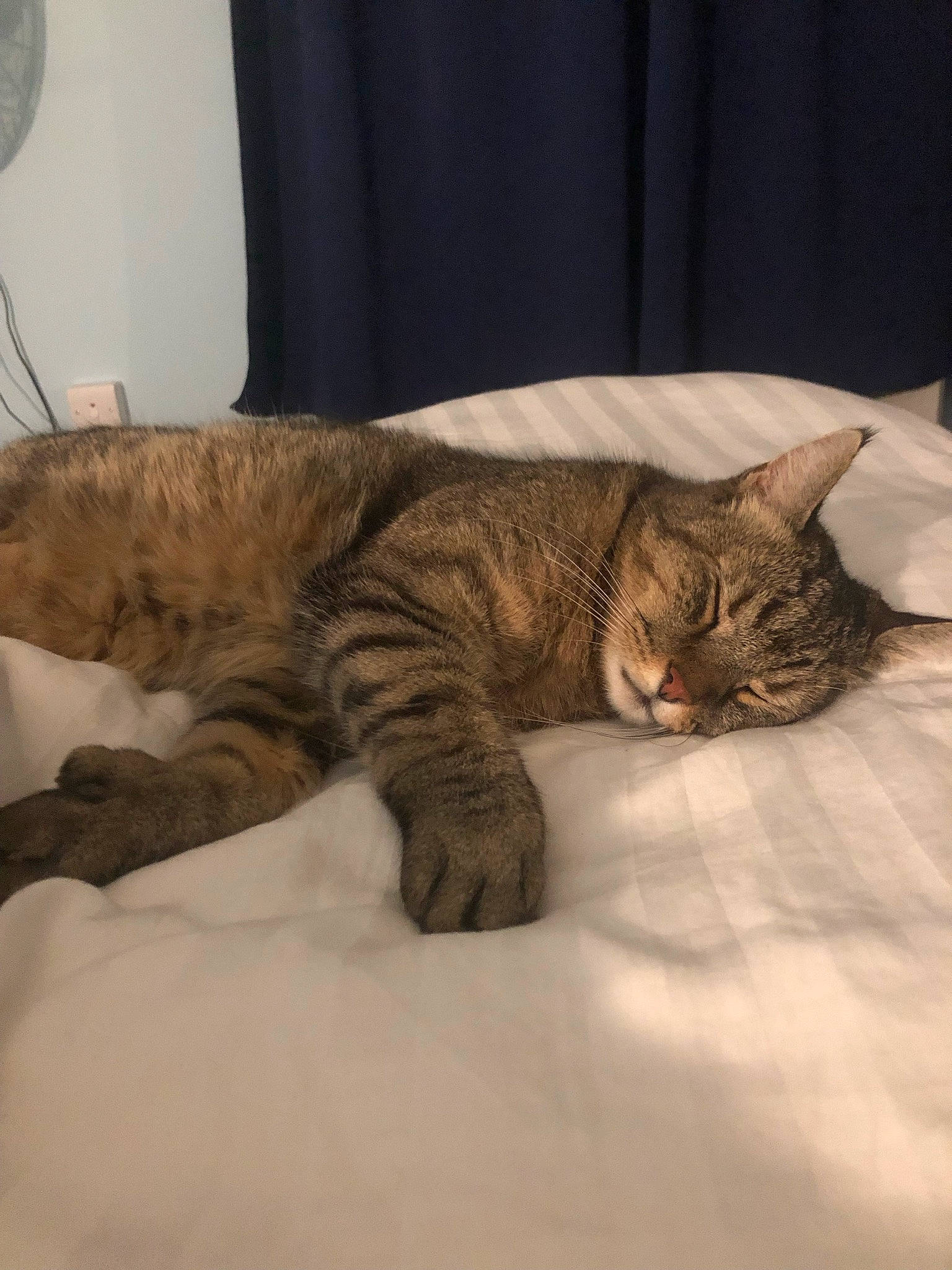 Simba is registered to the contest to win money with this photo: bed, carnivore, cat, claw, comfort, domestic_short_haired_cat, fawn, felidae, flooring, fur, linens, mammal, mechanical_fan, paw, small_to_medium_sized_cats, snout, tail, terrestrial_animal, whiskers, wood