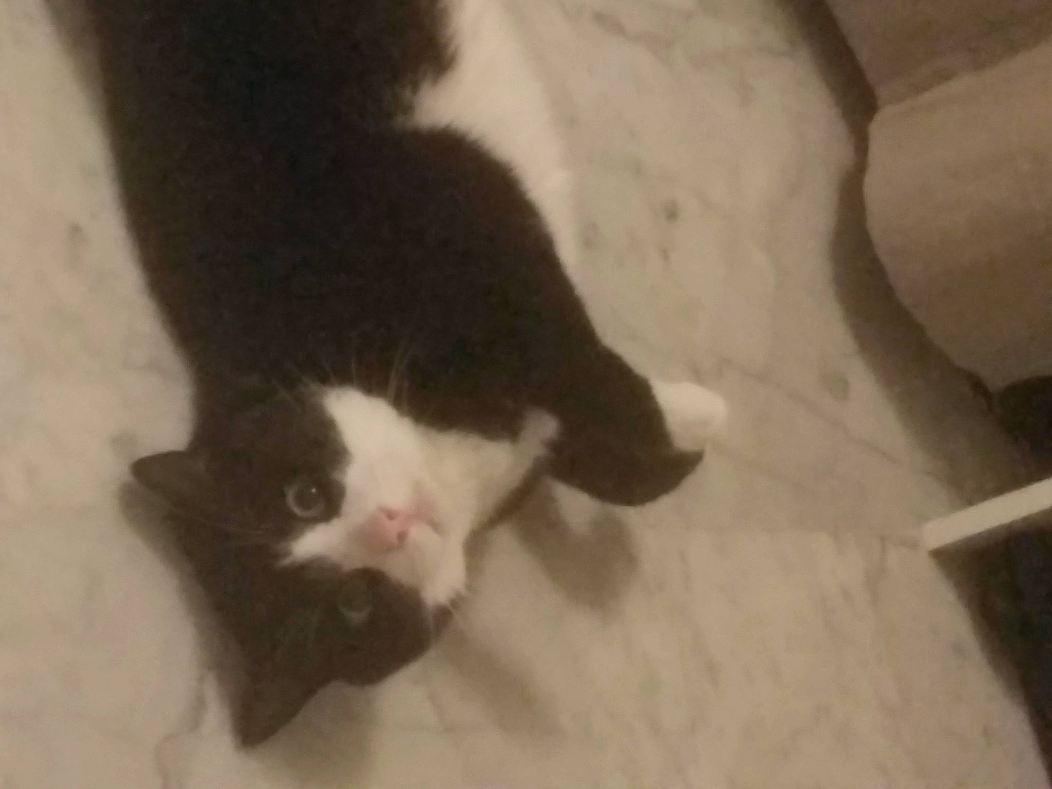 Misquine participe au concours pour gagner de l'argent avec cette photo : black_cat, carnivore, cat, claw, comfort, domestic_short_haired_cat, felidae, flooring, fur, hardwood, paw, room, small_to_medium_sized_cats, snout, tail, whiskers, wood