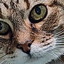 Yoda joined the competition — help win amazing prizes! animal, cat, close_up, curious, cute, domestic, face, feline, fur, green_eyes, macro, mammal, nature, nose, pet, portrait, tabby, texture, whiskers