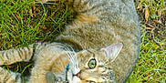 Yoda is registered to the contest to win money with this photo: alert, animal, cat, collar, cute, daylight, ears, feline, fur, grass, green_eyes, ground, lying_down, mammal, nature, outdoor, pet, tabby_cat, tail, whiskers