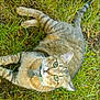 alert, animal, cat, collar, cute, daylight, ears, feline, fur, grass, green_eyes, ground, lying_down, mammal, nature, outdoor, pet, tabby_cat, tail, whiskers