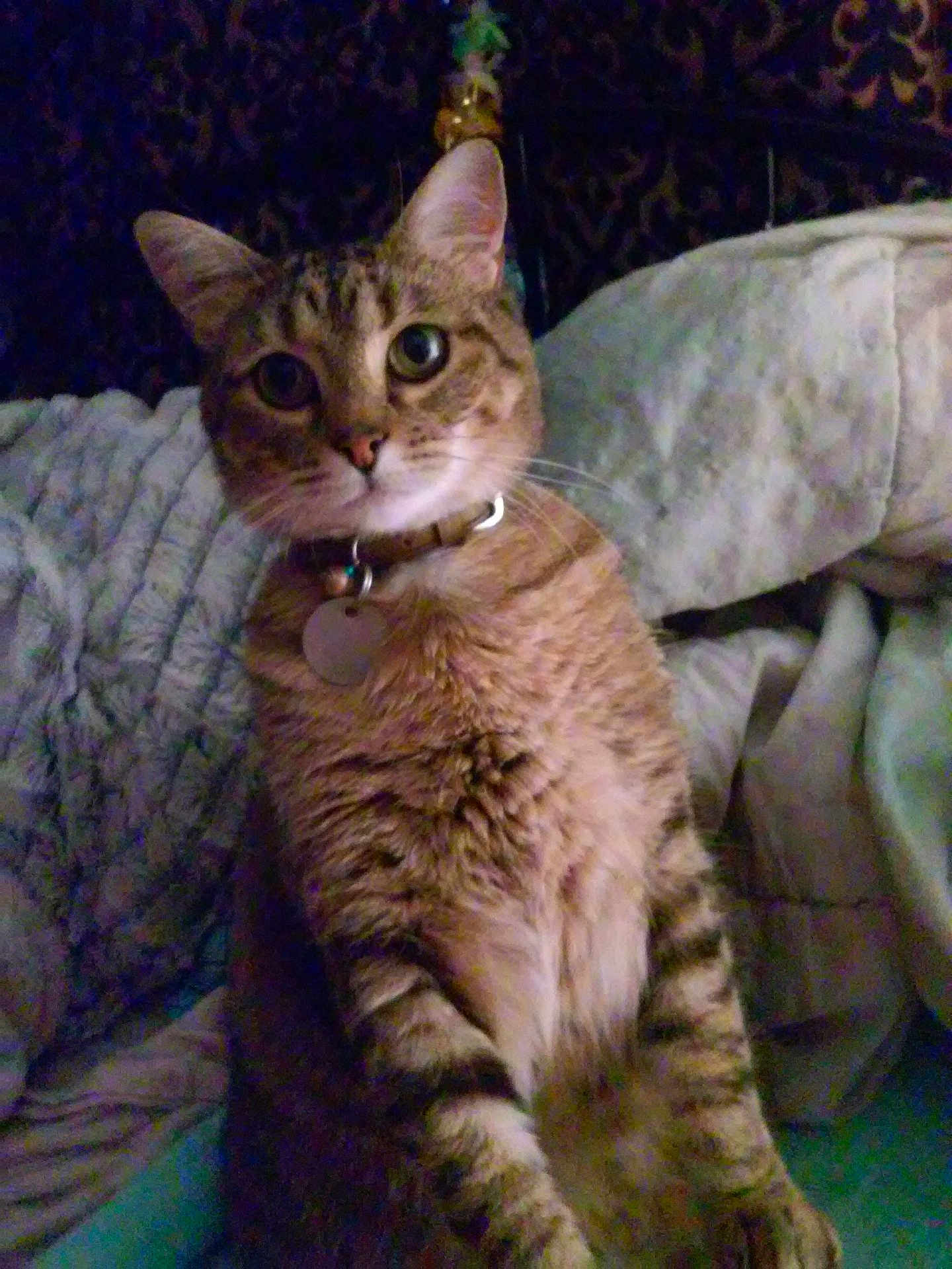 Yoda