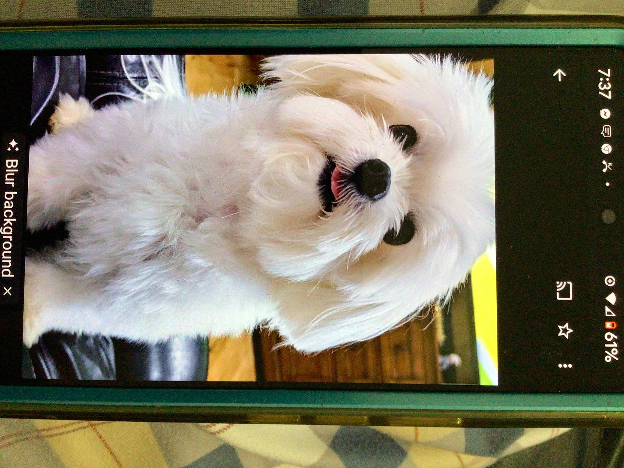 Jax is registered to the contest to win money with this photo: canidae, carnivore, communication_device, companion_dog, display_device, dog, dog_breed, electronic_device, fawn, flat_panel_display, font, fur, gadget, multimedia, rectangle, sporting_group, technology, toy, toy_dog, whiskers