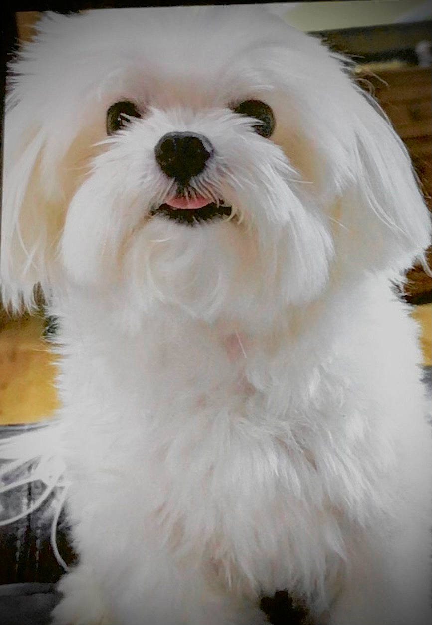 Jax is registered to the contest to win money with this photo: canidae, carnivore, companion_dog, dog, dog_breed, fang, fur, maltepoo, non_sporting_group, puppy, small_terrier, smile, sporting_group, toy_dog, whiskers, working_animal