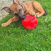 Alba participe au concours pour gagner de l'argent avec cette photo : puppy, dog, grass, red_ball, outdoor, playful, young_dog, chewing, pet, animal, nature, greenery, lawn, fur, ears, paws, toy, closeup, daylight, relaxing