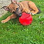 puppy, dog, grass, red_ball, outdoor, playful, young_dog, chewing, pet, animal, nature, greenery, lawn, fur, ears, paws, toy, closeup, daylight, relaxing