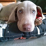 Ipso a rejoint le concours — aidez-le/la à gagner de superbes lots !