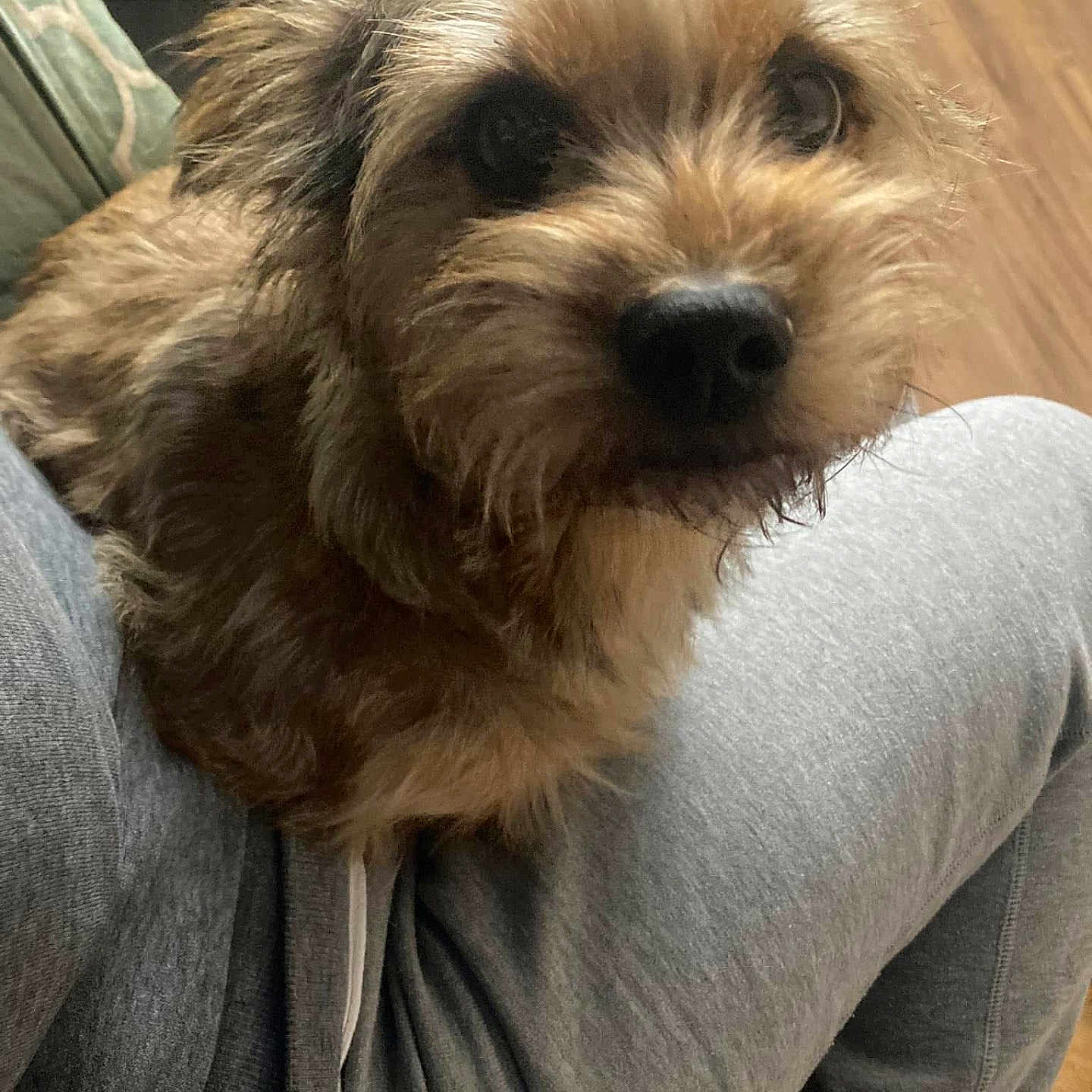 Farisse a rejoint le concours — aidez-le/la à gagner de superbes lots ! dog, pet, brown_fur, cute, animal, indoor, cozy, lap, person, clothing, sweatpants, fur, face, closeup, companion, domestic_animal, relaxed, cute_pet, friendly, curious