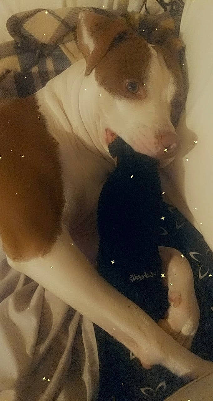 Loki is registered to the contest to win money with this photo: carnivore, companion_dog, dog, dog_breed, ear, fawn, jaw, mammal, selfie, sleeve, snout, sporting_group, sports_equipment, t_shirt, thigh, trunk, vertebrate, whiskers, white, working_animal