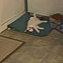 Dash joined the competition — help win amazing prizes! animal, blur, cat, clutter, corner, cozy, domestic, floor, furniture, home, indoor, low_quality, mat, pet, quiet, relaxed, resting, sleepy, tile_floor, white_cat