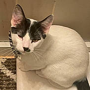 Dash is registered to the contest to win money with this photo: animal, black_and_white, cat, close_up, collar, curious, cute, domestic, ears, feline, floor, fur, indoor, looking_up, pet, resting, rug, tail, whiskers, white_surface