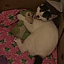 animal, black_spots, blanket, cardboard_box, cat, cozy, cute, frog_pattern, green, indoor, pet, pink, playful, plush_toy, resting, sleepy, snuggling, soft_toy, tongue_out, white_fur