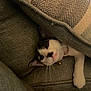 Dash joined the competition — help win amazing prizes! animal, bell, blanket, cat, collar, couch, cozy, curious, cute, feline, fur, home, indoor, paw, pet, relaxed, resting, snug, texture, whiskers