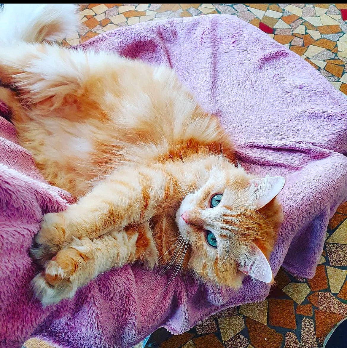 Weedy a rejoint le concours — aidez-le/la à gagner de superbes lots ! carnivore, cat, claw, comfort, domestic_short_haired_cat, fawn, felidae, fur, human_leg, linens, nap, paw, sleep, small_to_medium_sized_cats, snout, tail, textile, whiskers, wood