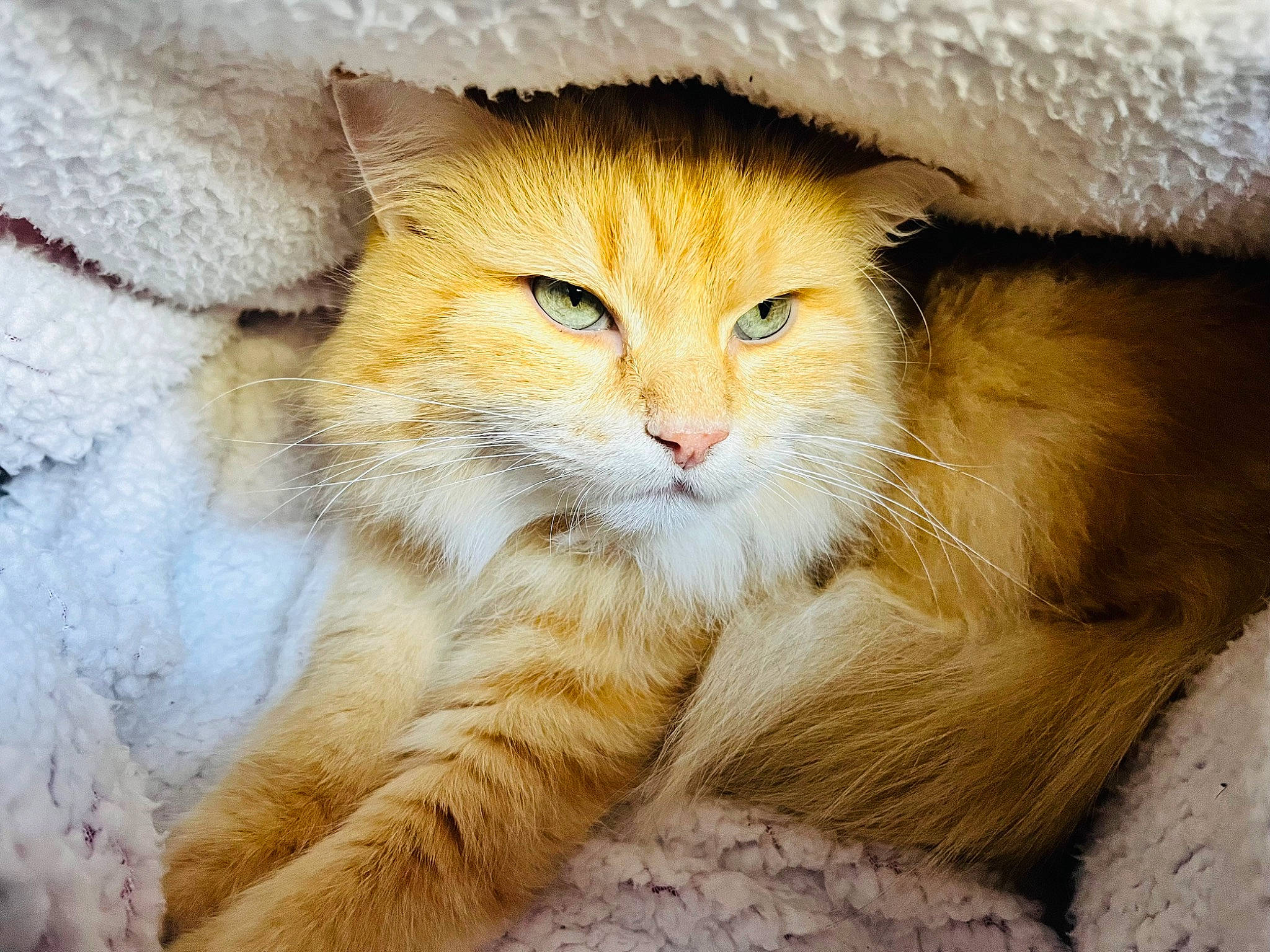 Weedy a rejoint le concours — aidez-le/la à gagner de superbes lots ! carnivore, cat, claw, close_up, comfort, ear, eye, fawn, felidae, fur, natural_material, paw, small_to_medium_sized_cats, snout, tail, terrestrial_animal, whiskers