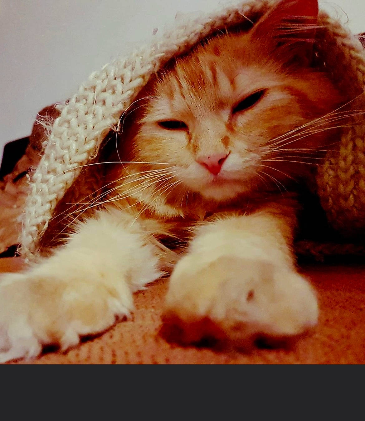 Weedy participe au concours pour gagner de l'argent avec cette photo : carnivore, cat, claw, comfort, domestic_short_haired_cat, ear, eye, fawn, felidae, foot, fur, leg, nail, nose, paw, small_to_medium_sized_cats, snout, tail, whiskers, wood