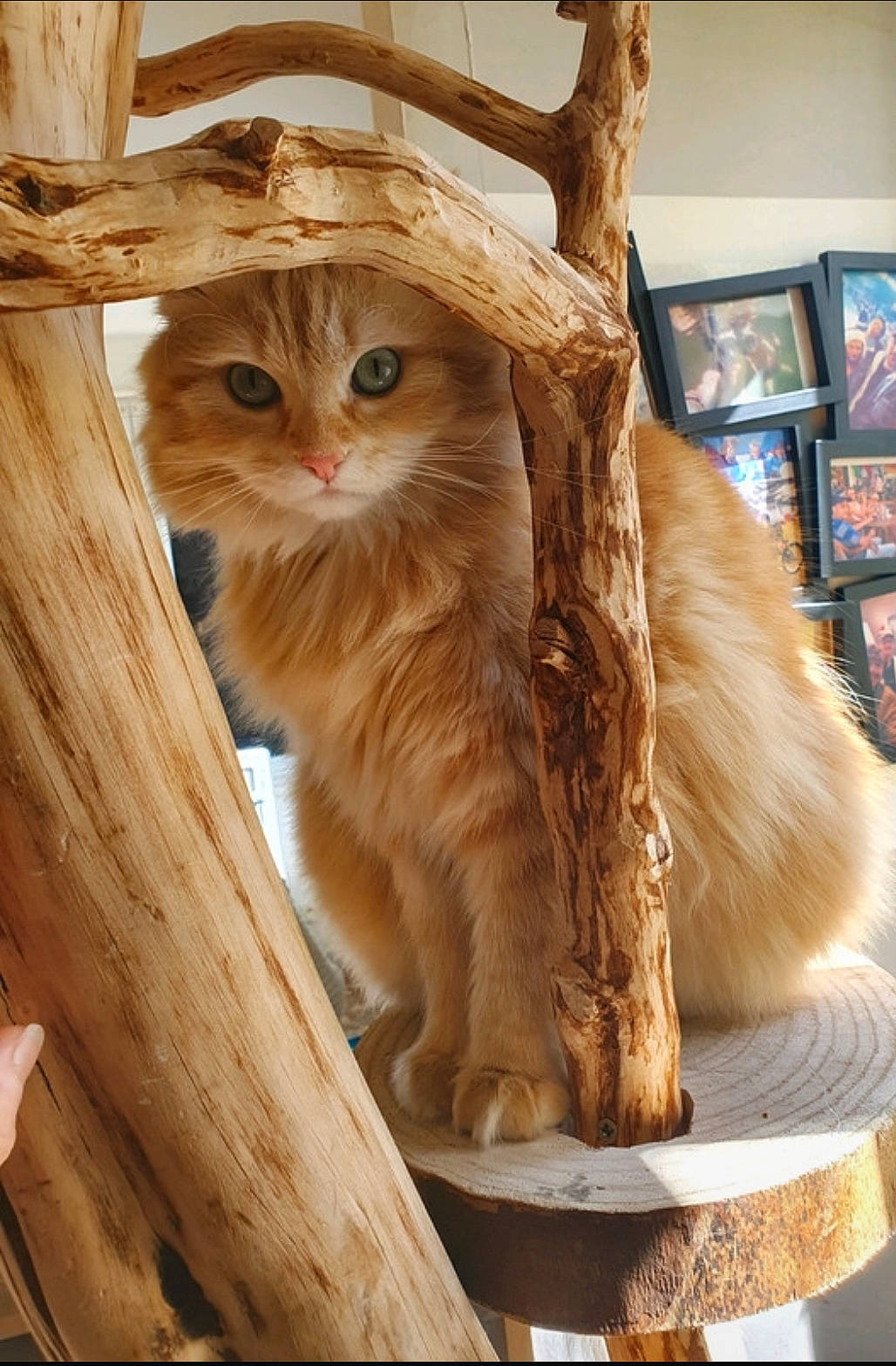 Weedy a rejoint le concours — aidez-le/la à gagner de superbes lots ! carnivore, cat, domestic_short_haired_cat, fawn, felidae, fur, hardwood, maine_coon, peach, picture_frame, small_to_medium_sized_cats, snout, tail, terrestrial_animal, whiskers, wildlife, wood, wood_stain