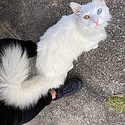 Lily joined the competition — help win amazing prizes! cat, white_cat, heterochromia, blue_eye, amber_eye, fluffy_tail, concrete, person, black_pants, black_shoes, outdoor, pet, looking_up, curious, animal, feline, side_view, walking, close_up, daylight