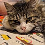 Rine participe au concours pour gagner de l'argent avec cette photo : cat, tabby_cat, close_up, resting, indoor, fur, whiskers, face, sleepy, animal, pet, cute, cozy, textile, embroidered_cloth, pattern, colorful, relaxed, laying_down, feline