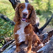 Noci joined the competition — help win amazing prizes! dog, brown, white, animal, pet, outdoor, nature, log, tree, greenery, happy, tongue_out, fur, canine, sitting, daylight, forest, closeup, portrait, cute