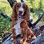 dog, brown, white, animal, pet, outdoor, nature, log, tree, greenery, happy, tongue_out, fur, canine, sitting, daylight, forest, closeup, portrait, cute