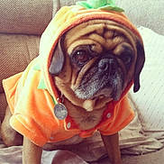 Boo is registered to the contest to win money with this photo: